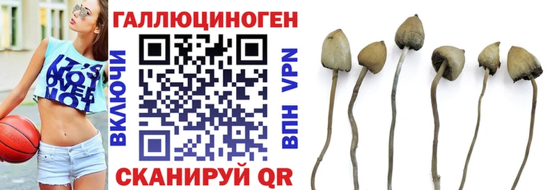мега сайт  Межгорье  Галлюциногенные грибы Psilocybe 